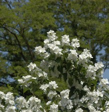 Gefüllter Gartenjasmin 60-80cm - Philadelphus
