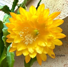 Yellow Tang - geblühte