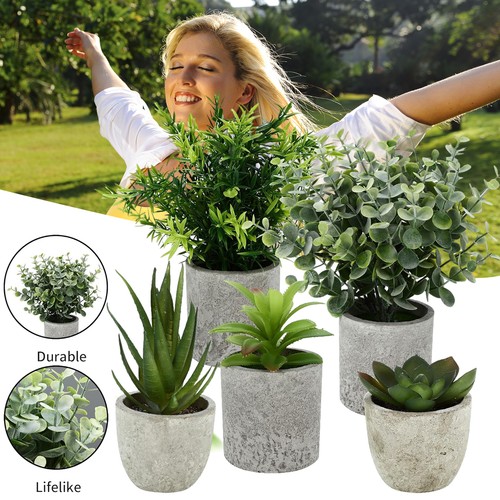 Künstliche agave - 5x,