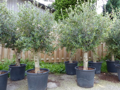 Sonderpreis olive winterharter - olive,