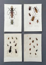 Naturgeschichte, Entomologie