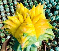 Astrophytum myriostigma cv