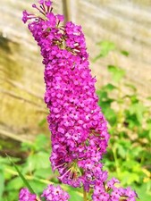 2er-Set Sommerflieder 'White