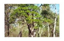 3x Pachypodium rutenbergianum