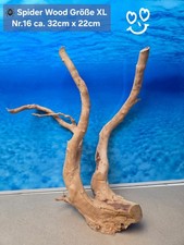 🪸 Moorkienwurzel-