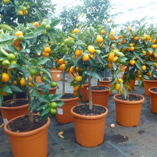 Citrus kumquat fortunella - citrus,