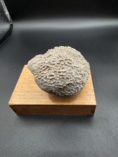 Syringopora,Gotland,6x7cm.