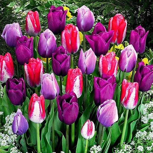 Tulpen blumenzwiebeln zwiebeln - tulpen,