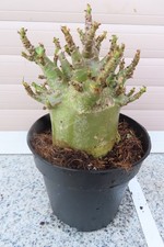 Adenium obesum Wüstenrose Caudex verzweigt Baobab Nr 155