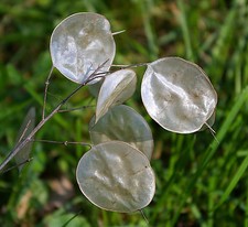 100 samen silberblatt lunaria - 100,