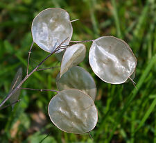 100 Samen Silberblatt Lunaria Judaspfennig Mondviole Bauerngarten Silberling