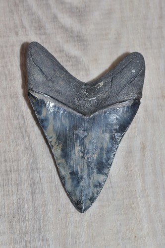 Fossiler haizahn megalodon - fossiler,