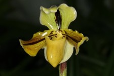 Paphiopedilum druryi 01