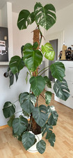 Schöne, riesige, seltene Monstera Deliciosa Variegata Pflanze am Moosstamm (2 m)