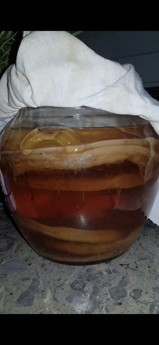 Bio kombucha scoby - bio,