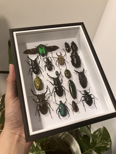 Insektenpräparat sammlung - insektenpräparat,