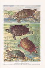 Amerikanische Wasserschildkröten Schildkröte Farbdruck von 1912 Malaclemys 