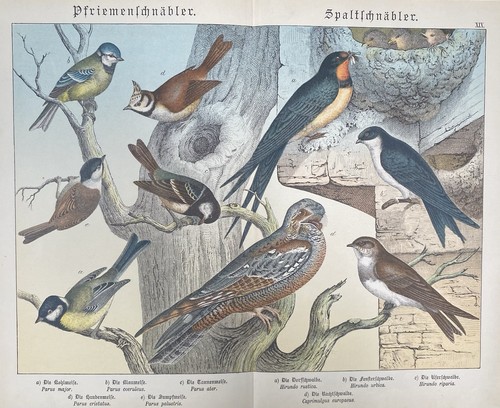 Antike grafik fauna - grafik,