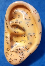 Ohrakupunkturmodell aurikuläres Akupunkturmodel