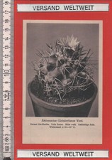 Otto Stoye: Echinocactus