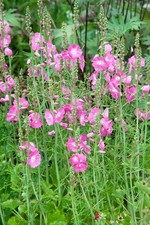 Sidalcea malviflora 'Partygirl', rosa Blüten, ca. 9x9 cm Topf