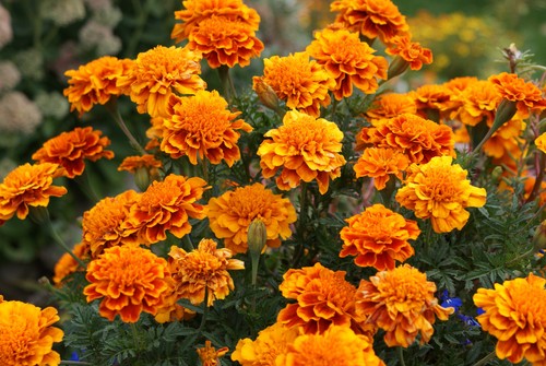Tagetes orange 100 samen - orange,