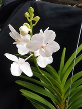 Orchidee vanda hybride - orchidee, vanda-hybride