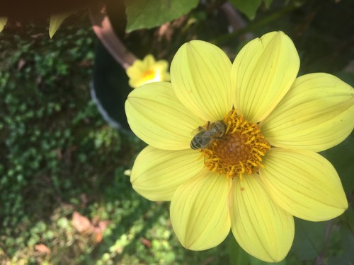 Dahlien wurzelball mit knollen - dahlien,