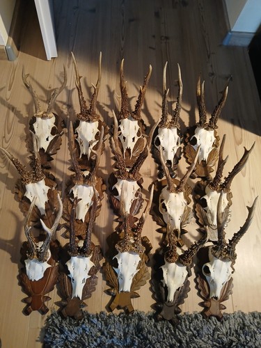 Rehbock hirsch geweih konvolut - rehbock,