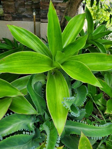 Giant callisia fragrans - callisia, /
