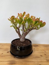 Zimmerbonsai geldbaum crassula - zimmerbonsai,