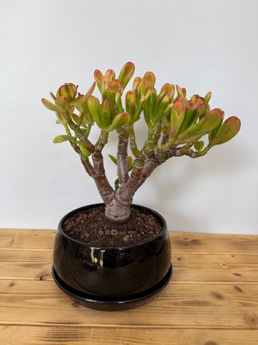 Zimmerbonsai geldbaum crassula - geldbaum,