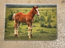 Pferdepostkarte, AK Pferde