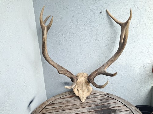 Hirschschlachten elaph cervus - hirschschlachten, elaph;