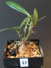 Pachypodium succulentum, Caudex, Succulentum, Afrika