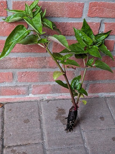 Mirabilis jalapa mit - , austrieb