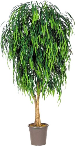 Artplants deko trauerweide - artplants,