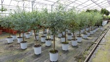 Stück eucalyptus gunni - 2,