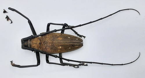 Cerambycidae batocera laena - cerambycidae,,