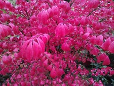 Korkflügel-Spindelstrauch -