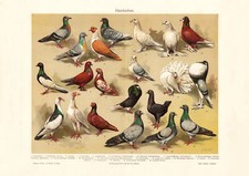 Haustauben historischer Druck