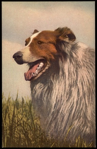 Collie hund schöne alte - -,
