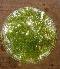 ? Lemna minor – Wasserlinsen lebend – 9 cm Petrischale – Teich & Aquarium