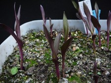 Epipactis serpentine night - ,