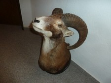 Mufflon Widder Kopf-Schulter-Präparat Geweih Jagdtrophäe Design Deko Geschenk