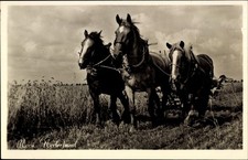 Ak Niederländisches Dorf