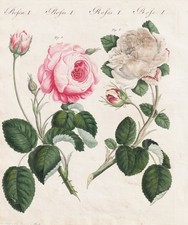 Centifolie Zentifolie roses Rosen Botanik botany Blumen Kupferstich Bertuch 1802