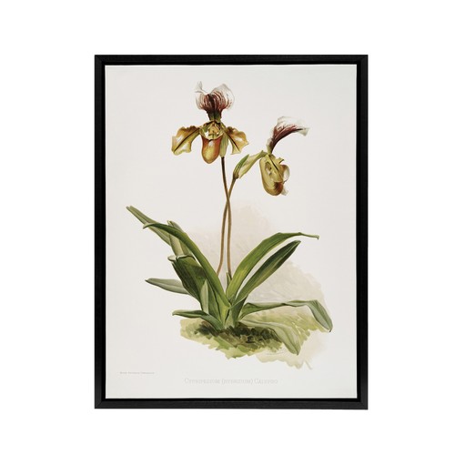 Frederick sander cypripedium - frederick,