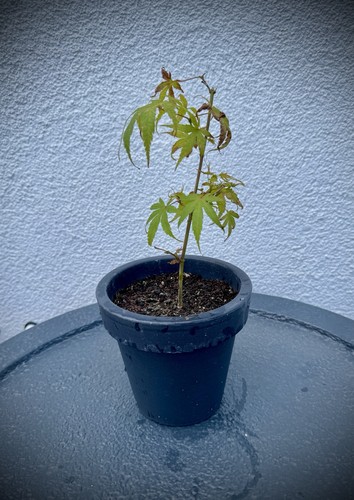 Ahorn arakawa bonsai - arakawa,