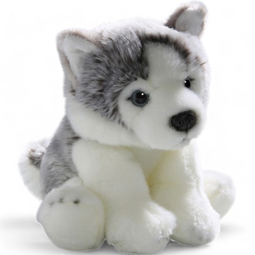 Carl dick husky welpe - husky, ca.